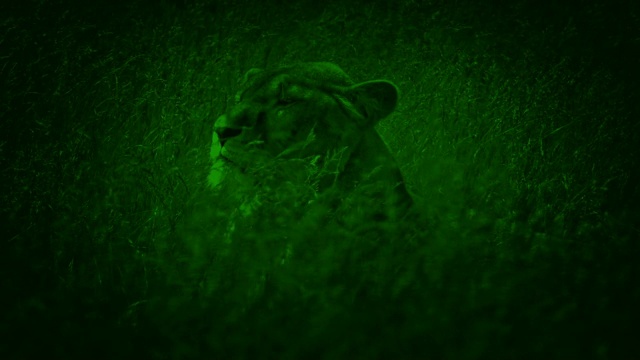 夜视狮子在摇曳的草地上转身视频素材