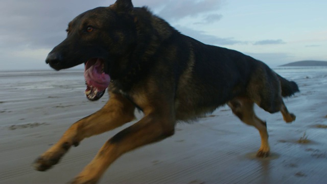 WS进入MS轨道与宠物阿尔萨斯狗在海滩上奔跑视频下载