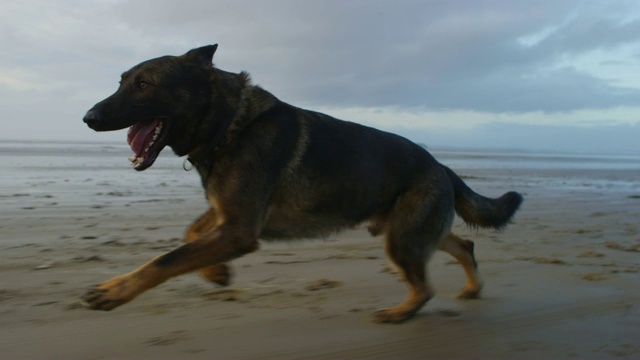 简介WS进入MS轨道与宠物阿尔萨斯狗在海滩上奔跑视频下载