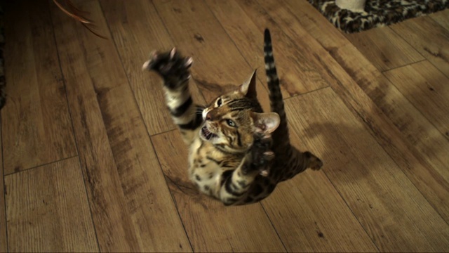 孟加拉猫的宠物猫跳向玩具停在它面前视频下载