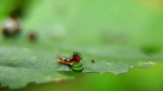 在印度叶子上的蝴蝶卵和幼虫视频下载