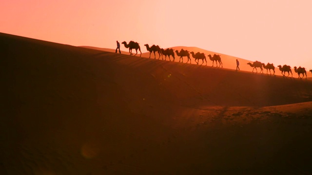 日落时分，骆驼在沙漠上行走视频下载