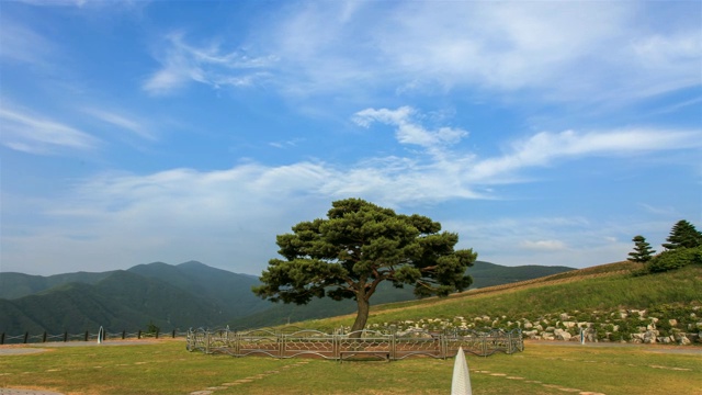 江原道正城郡时间胶囊公园里的Yeopgi松树(在韩国电影《我的风流女孩》中出现)视频素材