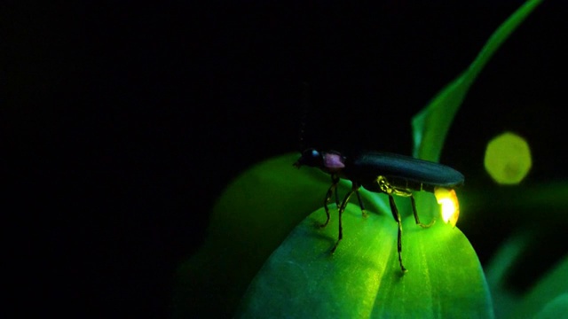 萤火虫。视频下载