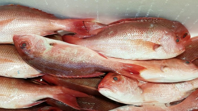 鱼类市场展出的红鲷鱼视频下载