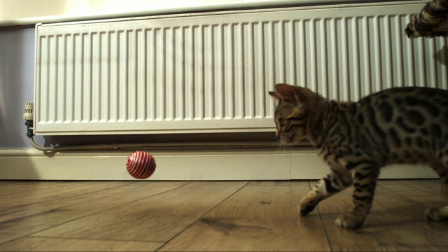 孟加拉猫的宠物球落下，它把它推出了画面视频下载