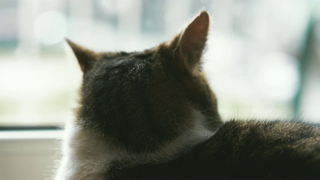 猫透过窗户看，4k慢镜头60fps视频素材