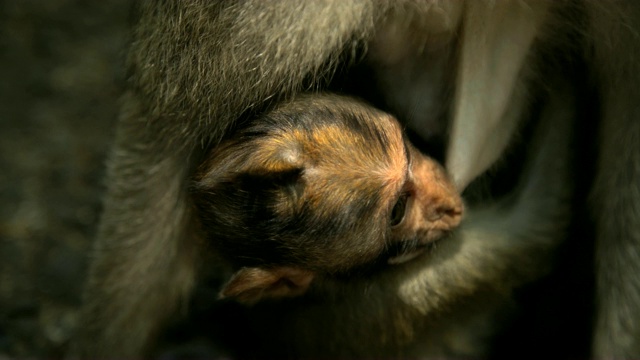 猴宝宝和妈妈乌布森林巴里视频下载