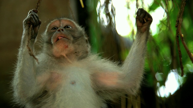 栖息于印度尼西亚热带森林的巴厘猕猴视频下载