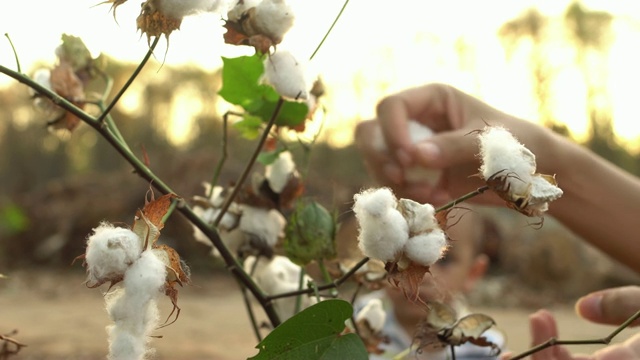棉花收获视频素材