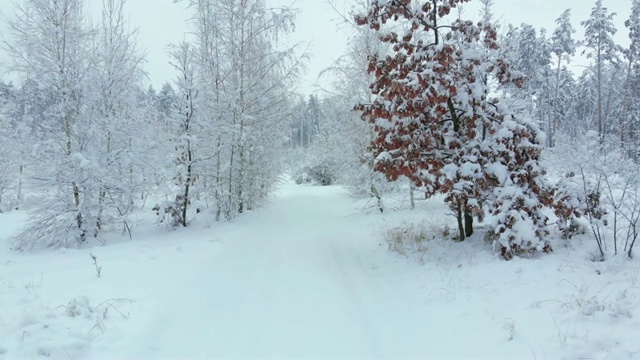 照相机飞过冬天的森林视频下载