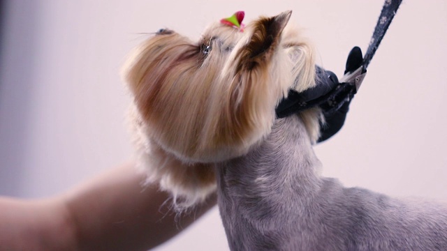 狗美容在宠物沙龙。梳妆用梳子的特写视频素材