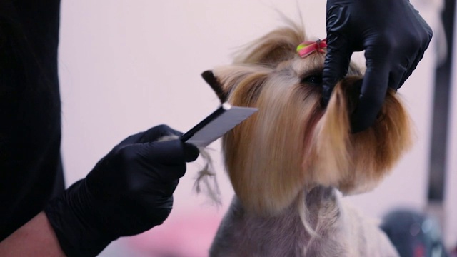 狗美容在宠物沙龙。梳妆用梳子的特写视频素材