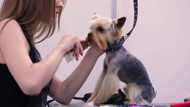 梳理狗。宠物美容师在沙龙用梳子梳理狗的头发视频素材