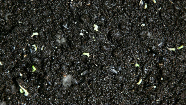 发芽的种子向日葵种子从地面视频素材