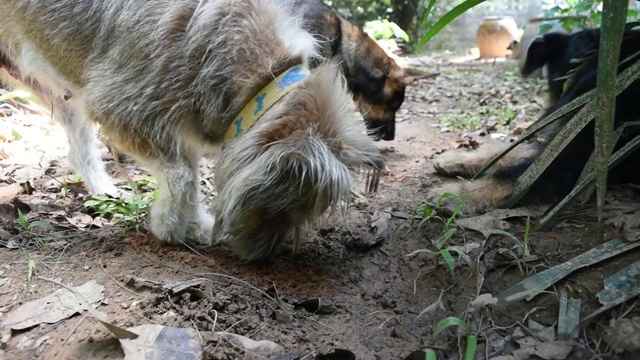 棕色的狗在土地里挖洞视频素材