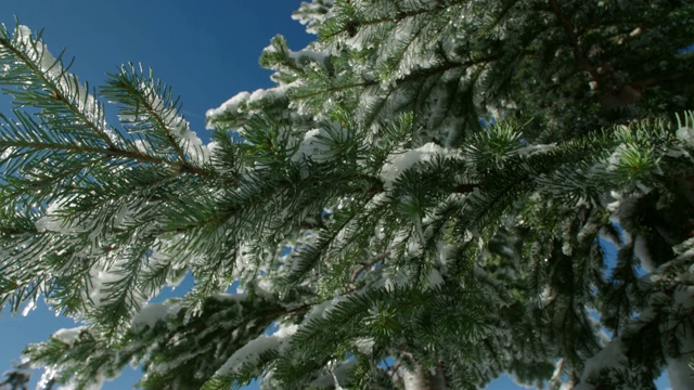 松针冬雪靠近常青树阳光明媚的冬日雪融化掉视频下载