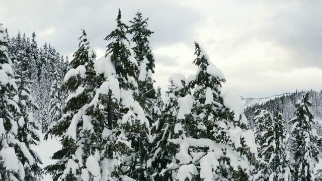 雪树空中飞起冬季暴风雪下雪视频下载