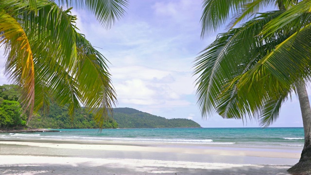 热带海滩。棕榈树视频下载
