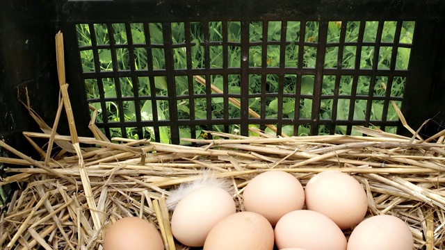 鸡蛋躺在窝里，是健康的食物视频素材