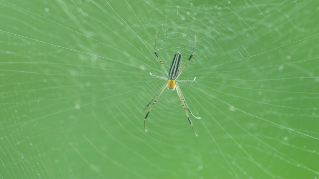 蜘蛛躺在网上视频素材