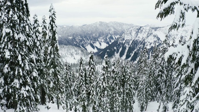 摄影师摄影师拍摄雪域自然森林景观视频下载