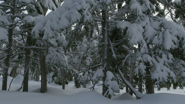 雪地里常青树的树干留下的痕迹。视频下载