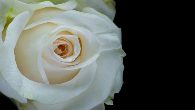 美丽的白玫瑰盛开的电影蒙太奇视频素材