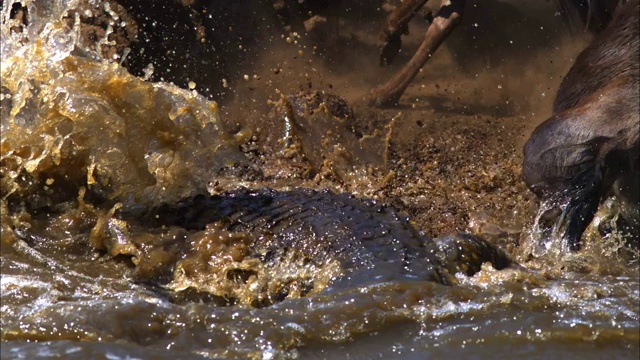 尼罗河鳄鱼袭击了一群在河边饮水的角马，但角马逃走了视频下载
