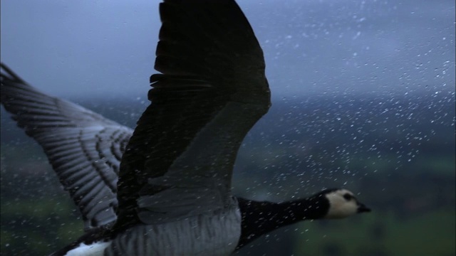 空对空的SLOMO CU，藤壶鹅在大雨中飞行，雨滴落在翅膀上视频下载