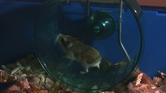 SLOMO HA侏儒仓鼠跑在轮子在笼子里视频素材