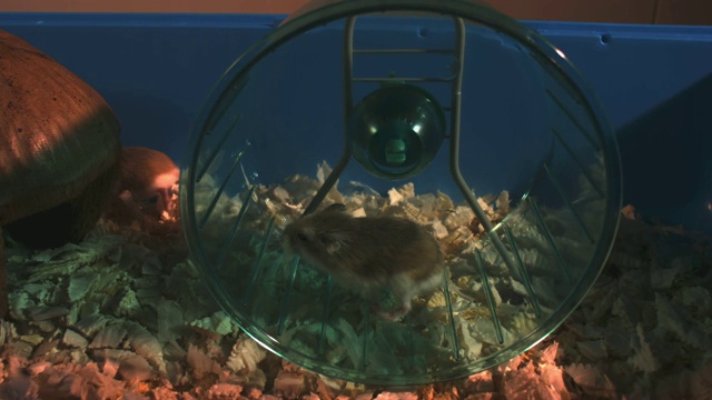 SLOMO侏儒仓鼠在笼子里的轮子上奔跑视频素材