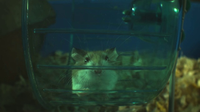 SLOMO额侏儒仓鼠跑在轮子在笼子里视频素材