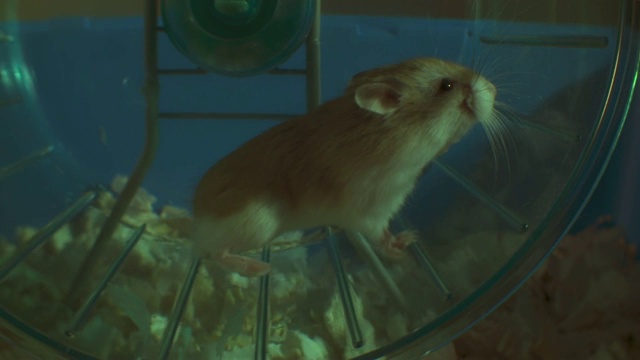 SLOMO MS侏儒仓鼠在笼子里的轮子上奔跑视频素材