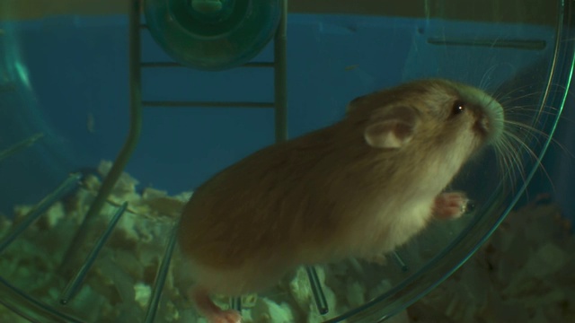 SLOMO MS侏儒仓鼠在笼子里的轮子上奔跑视频素材