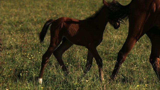 小马驹在母马后面小跑视频下载