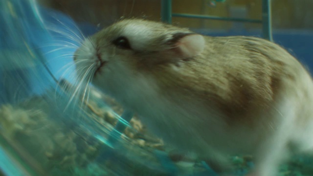 SLOMO CU宠物小仓鼠在笼子里的轮子上快速奔跑，非常靠近摄像机视频素材