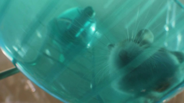 SLOMO MS直接下面的宠物侏儒仓鼠跑在轮子在笼子里视频素材