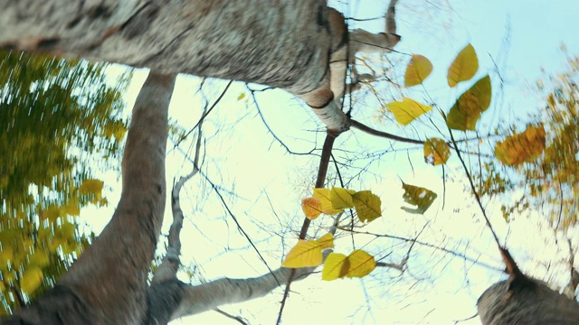 4K:秋天在公园的树下纺纱视频下载