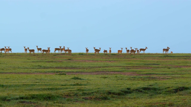 观察山上的黑斑羚，马赛马拉，肯尼亚，非洲视频素材