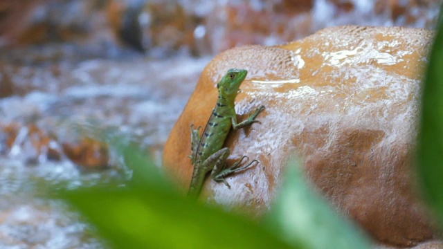 特写:绿蜥蜴在橙色的岩石和大绿叶视频素材