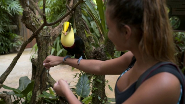 慢动作:美丽的年轻女子喂养巨嘴鸟的特写视频素材