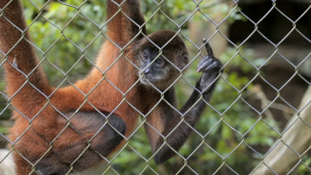 特写:Geoffroy的蜘蛛猴挂在篱笆上抓挠视频素材