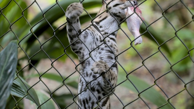 特写:豹猫在网栅栏后面捕捉一块肉视频素材