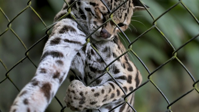 特写:豹猫通过网篱笆捉到一块肉视频素材