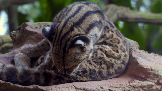 特写:大岩石上美丽的Tigrillo野猫视频下载