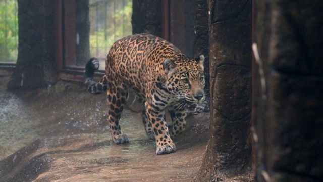慢动作:特写美丽的美洲虎在雨中行走在笼子里视频素材