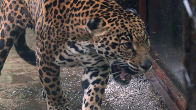 慢镜头:捷豹在笼子里踱步咆哮的特写视频素材