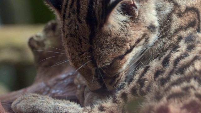 慢镜头:Tigrillo野猫舔爪子的特写视频素材