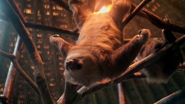 慢镜头:动物园里树懒挂在树枝上的特写视频素材